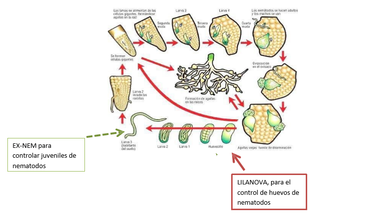 gráfica del ciclo de los nematodos de Meloidogyne